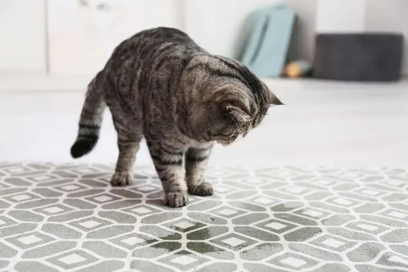 Get rid of cat pee top